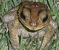 Bufo melanostictus (Duttaphrynus melanostictus)